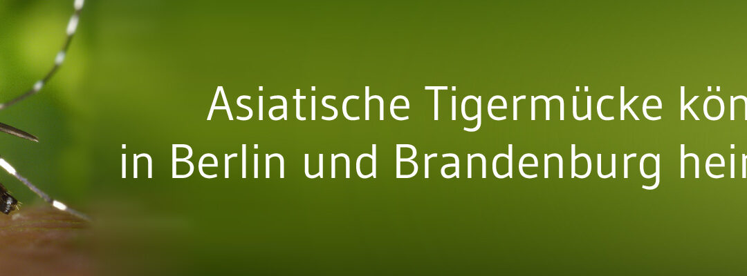 Nach Sichtungen in Vorjahren: Berliner Amtsarzt bereitet Monitoring von Tigermücke vor