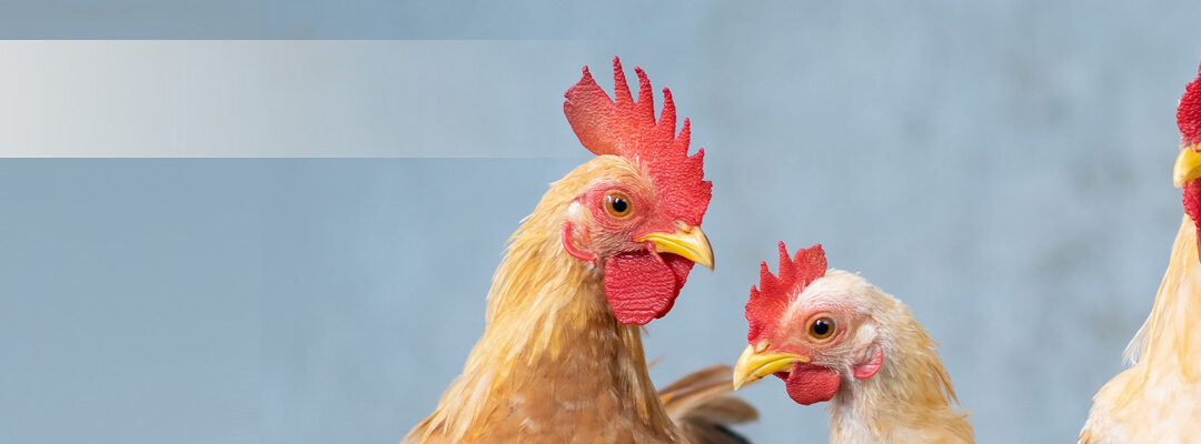 Wie bedrohlich ist die Vogelgrippe?