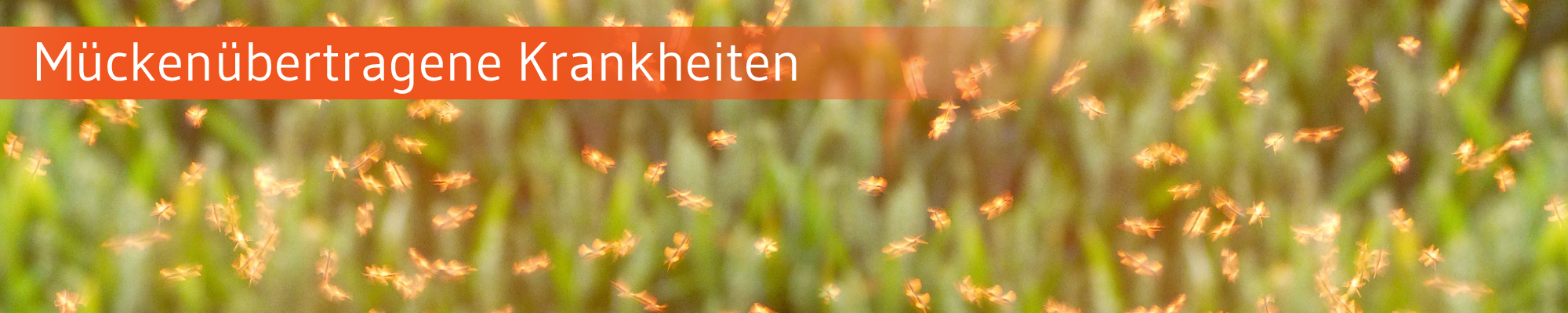 Die-GPK-informiert-Muecken-2