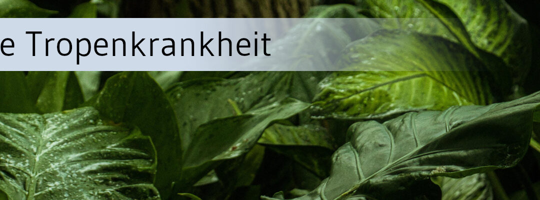 Kala-Azar endet unbehandelt meist tödlich