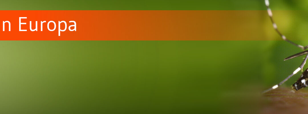 Chikungunya für Europa problematischer als gedacht