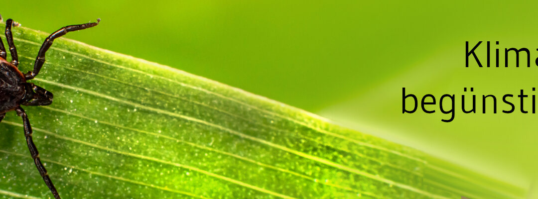 Mehr FSME durch Klimakrise und aktive Zecken