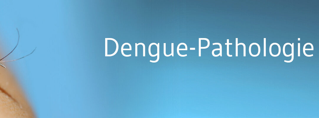 Dengue: Warum die Zweitinfektion gefährlicher ist