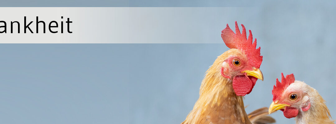 Newcastle-Krankheit breitet sich wieder aus