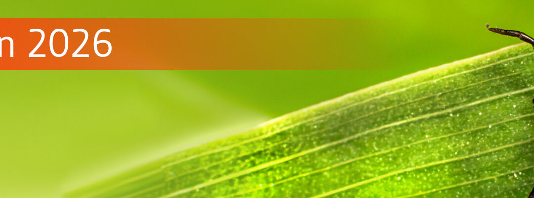 RKI-Zahlen zu Borreliose und FSME